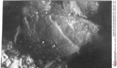 Historisches Foto von Decapoda indet. (lobster) (NHMW-AFW-GEO-BACHMAYER-FOTO-1990-0041-1733)